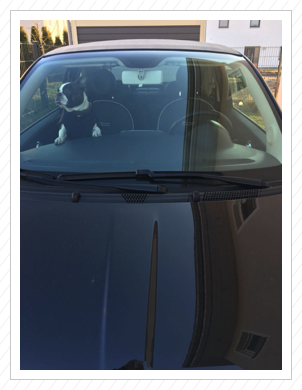 frecher Tonio im Auto von Lottes Frauchen frecher Tonio im Auto von Lottes Frauchen